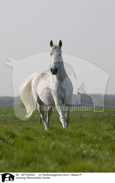running Hanoverian horse / AP-03293