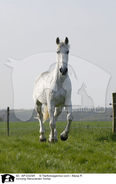 running Hanoverian horse / AP-03294