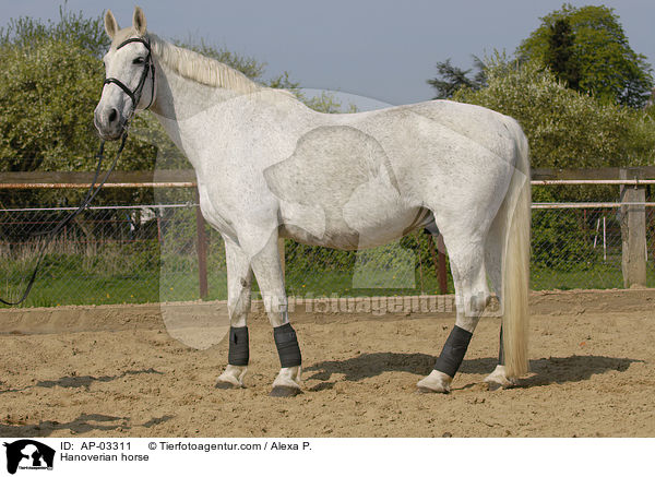 Hanoverian horse / AP-03311