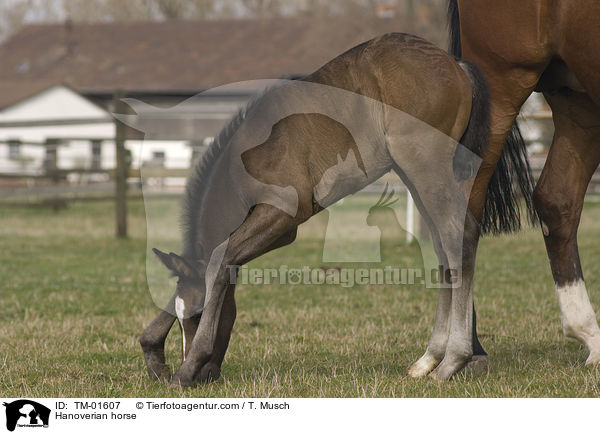 Hanoverian horse / TM-01607