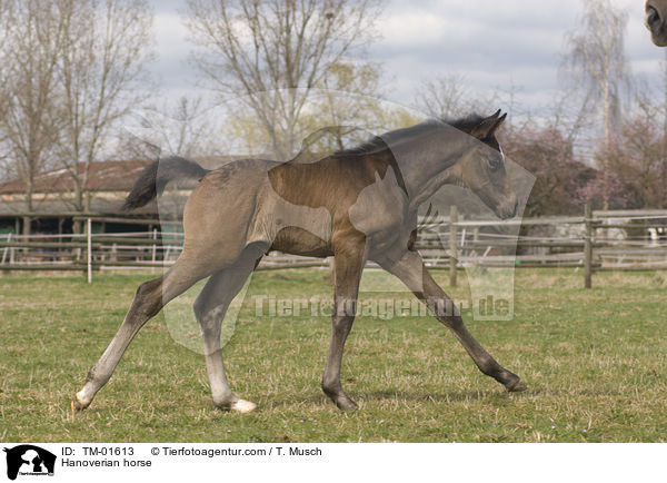 Hanoverian horse / TM-01613