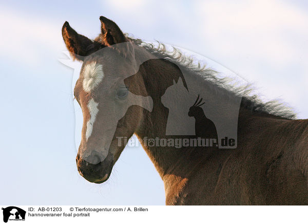 hannoveraner foal portrait / AB-01203