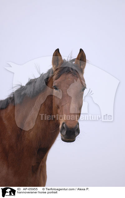 hannoveraner horse portrait / AP-05955