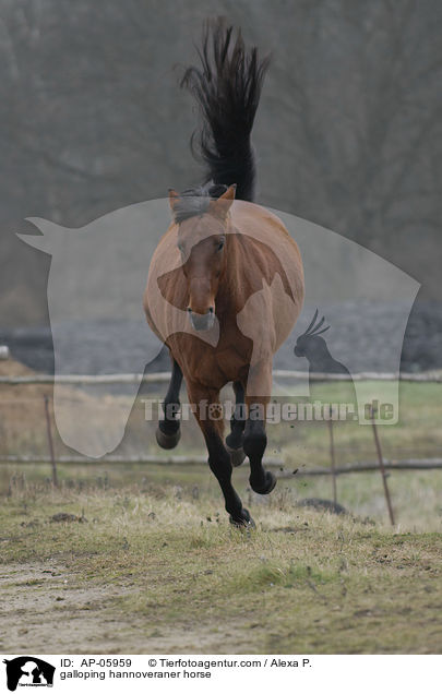 galloping hannoveraner horse / AP-05959