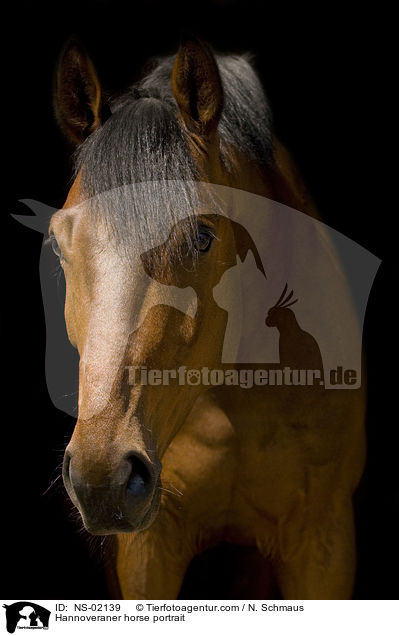 Hannoveraner horse portrait / NS-02139