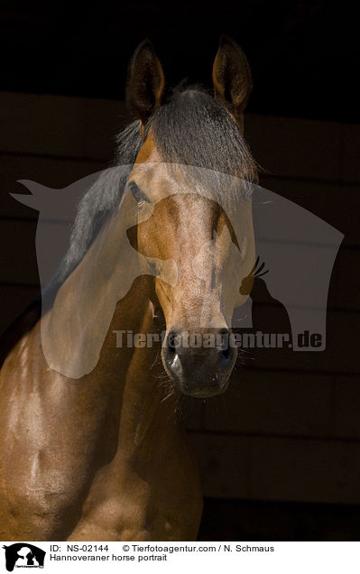 Hannoveraner horse portrait / NS-02144