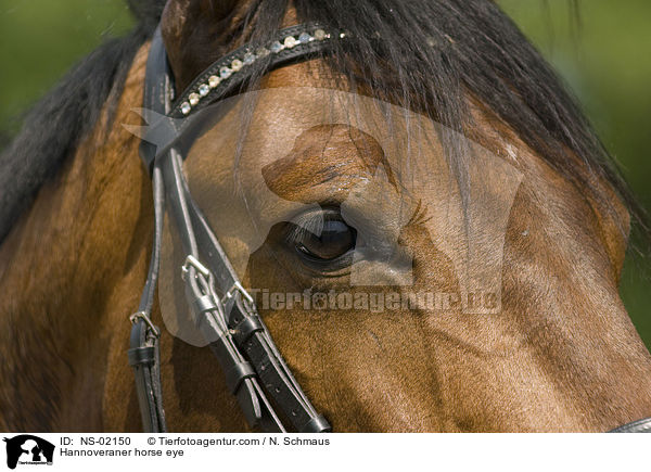 Hannoveraner horse eye / NS-02150