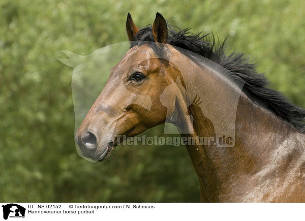 Hannoveraner horse portrait / NS-02152
