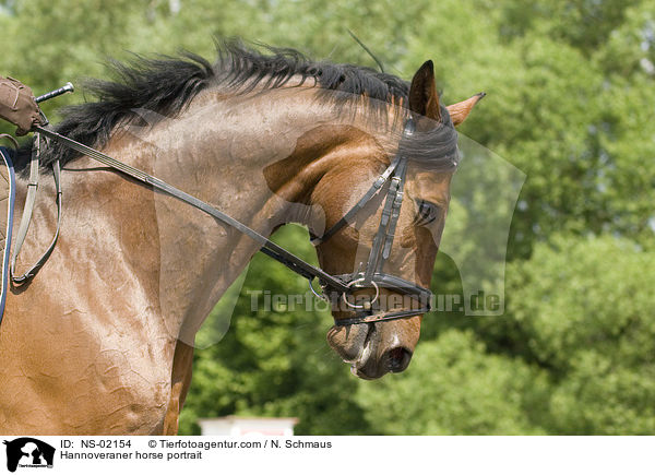 Hannoveraner horse portrait / NS-02154