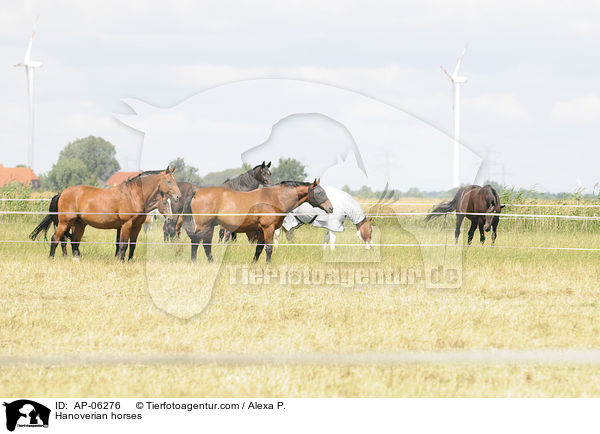 Hanoverian horses / AP-06276