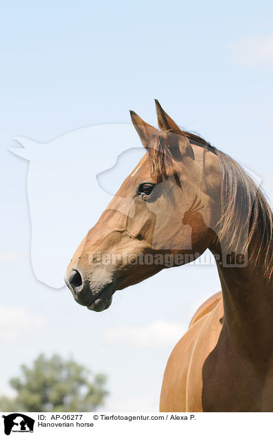 Hanoverian horse / AP-06277