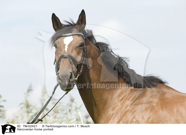 Hanoverian horse portrait / TM-02421