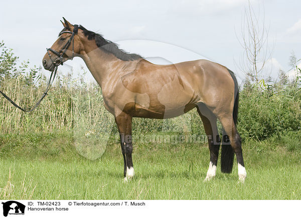 Hanoverian horse / TM-02423