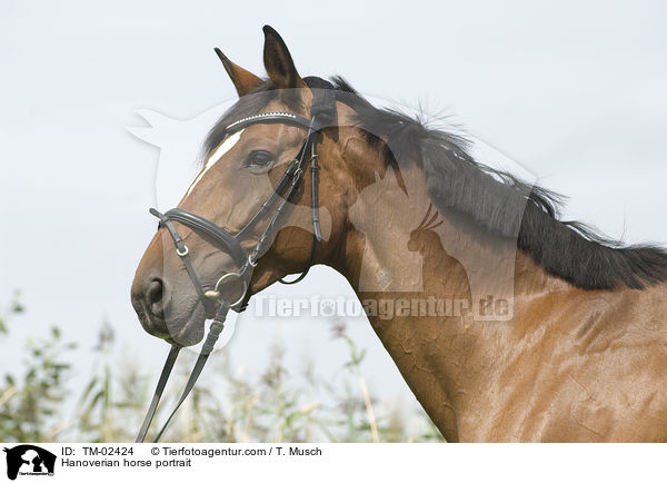 Hanoverian horse portrait / TM-02424