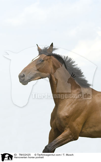 Hanoverian horse portrait / TM-02425