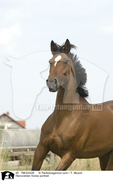 Hanoverian horse portrait / TM-02426