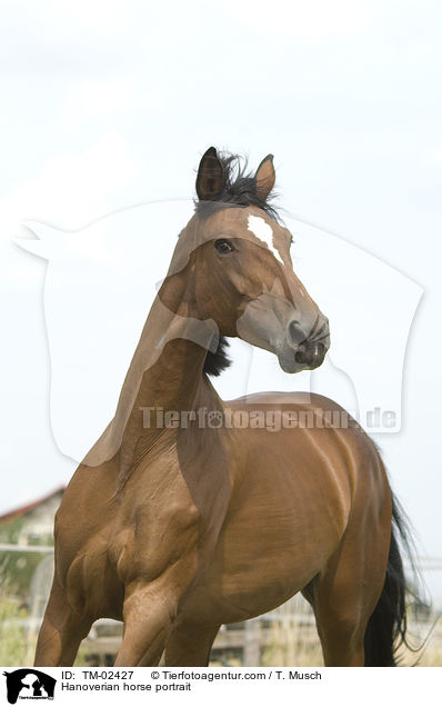 Hanoverian horse portrait / TM-02427