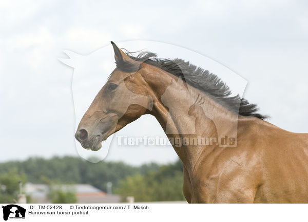 Hanoverian horse portrait / TM-02428