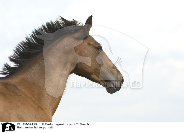 Hanoverian horse portrait / TM-02429