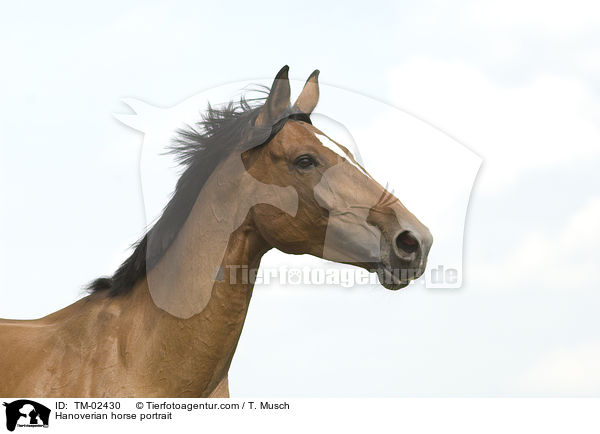 Hanoverian horse portrait / TM-02430