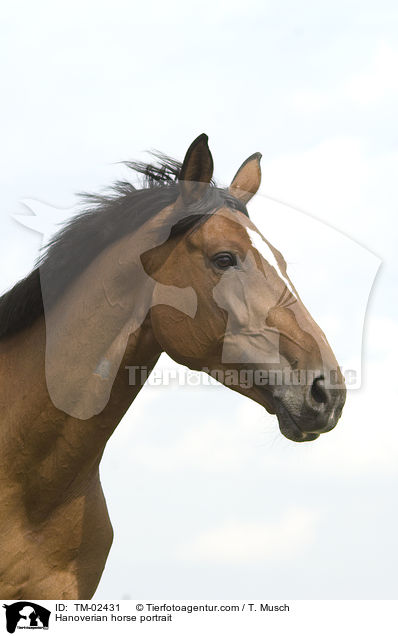 Hanoverian horse portrait / TM-02431