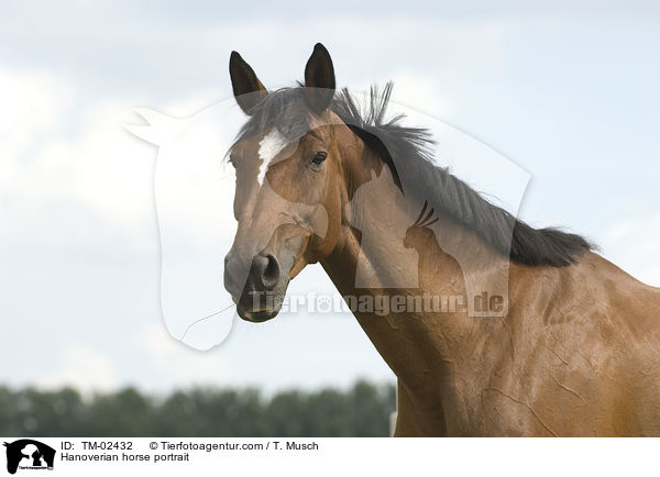 Hanoverian horse portrait / TM-02432