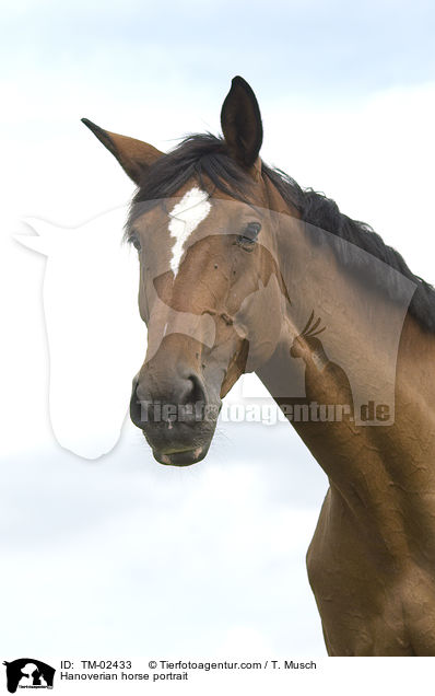 Hanoverian horse portrait / TM-02433