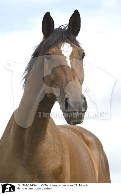Hanoverian horse portrait / TM-02434
