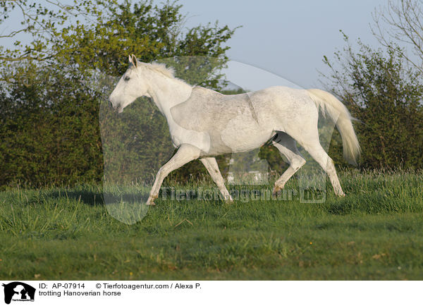 trotting Hanoverian horse / AP-07914