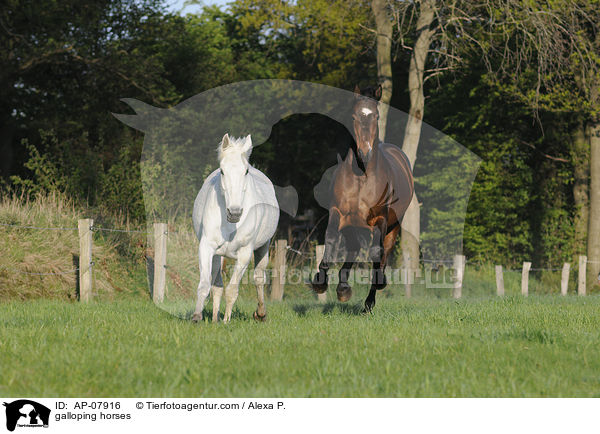 galloping horses / AP-07916