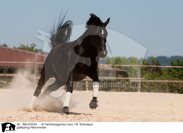 galloping Hanoverian / NS-03034