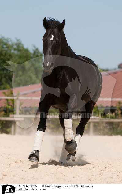 galloping Hanoverian / NS-03035