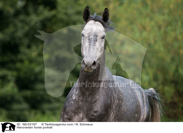 Hanoverian horse portrait / NS-03197