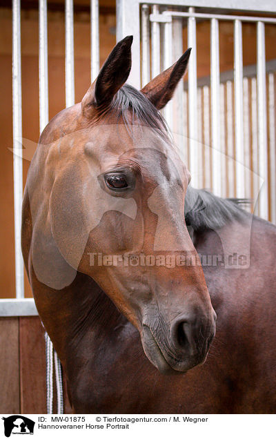 Hannoveraner Horse Portrait / MW-01875