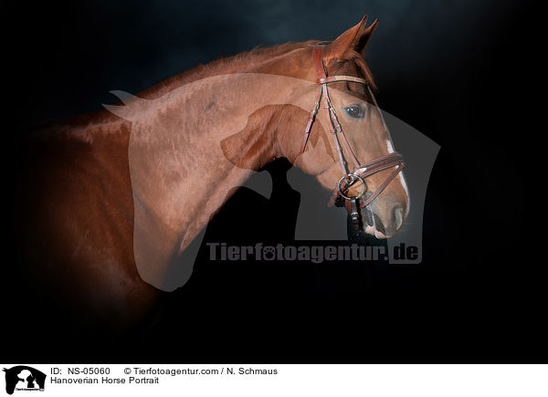 Hanoverian Horse Portrait / NS-05060