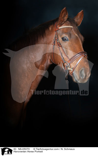 Hanoverian Horse Portrait / NS-05070