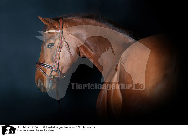 Hanoverian Horse Portrait / NS-05074