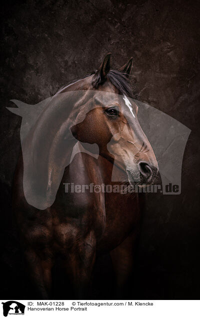 Hanoverian Horse Portrait / MAK-01228