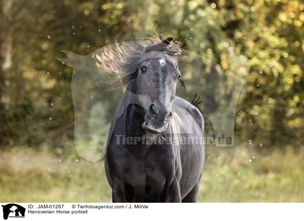 Hanoverian Horse portrait / JAM-01267