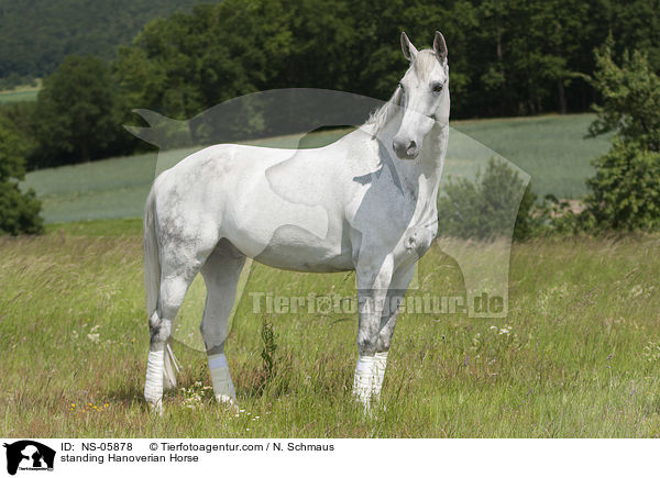 standing Hanoverian Horse / NS-05878