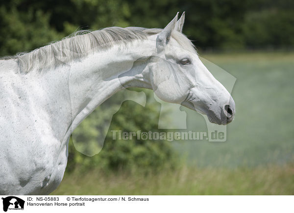 Hanoverian Horse portrait / NS-05883