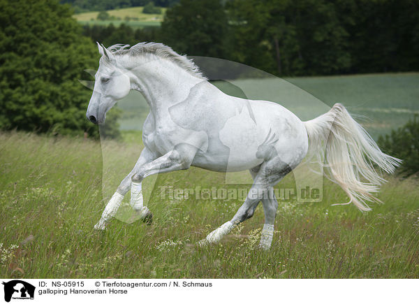 galloping Hanoverian Horse / NS-05915