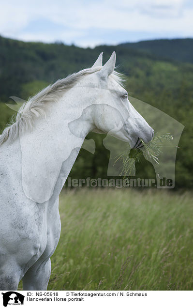 Hanoverian Horse portrait / NS-05918