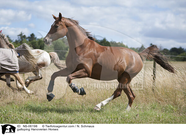 galloping Hanoverian Horses / NS-06198