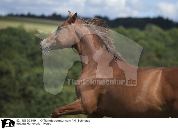 trotting Hanoverian Horse / NS-06199