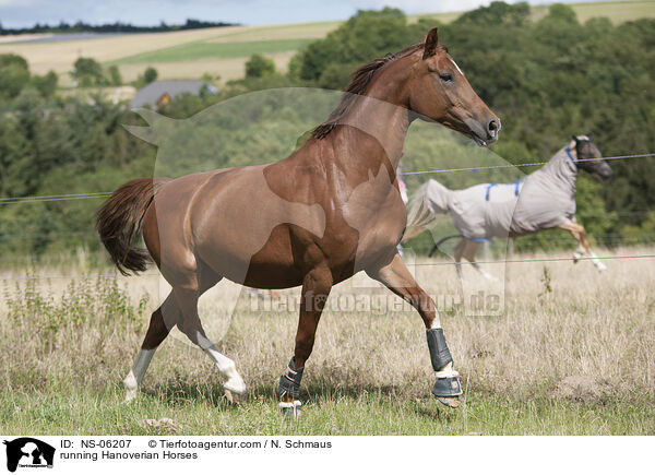 running Hanoverian Horses / NS-06207