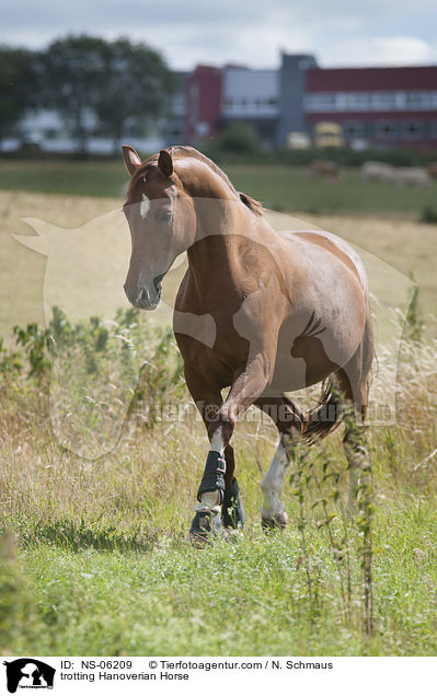 trotting Hanoverian Horse / NS-06209