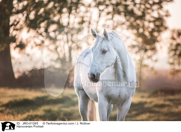 Hanoverian Portrait / JRO-01265