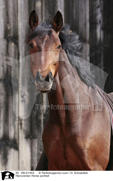 Hanoverian Horse portrait / HS-01442
