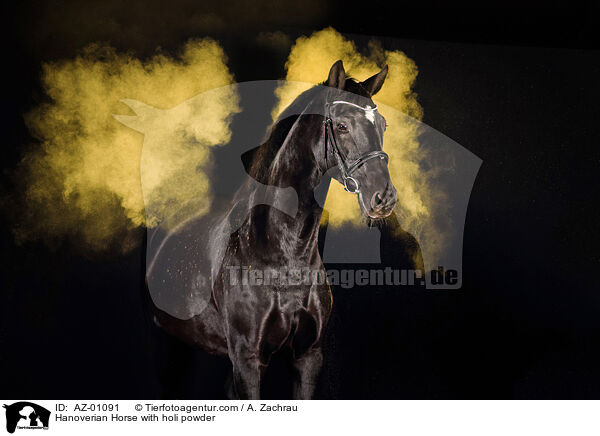 Hanoverian Horse with holi powder / AZ-01091